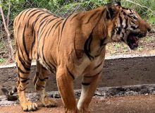 Tigre de Bengala herido en Michoacan es trasladado a  santuario de Sinaloa