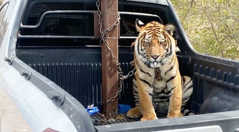 BENGALA TIGRE
